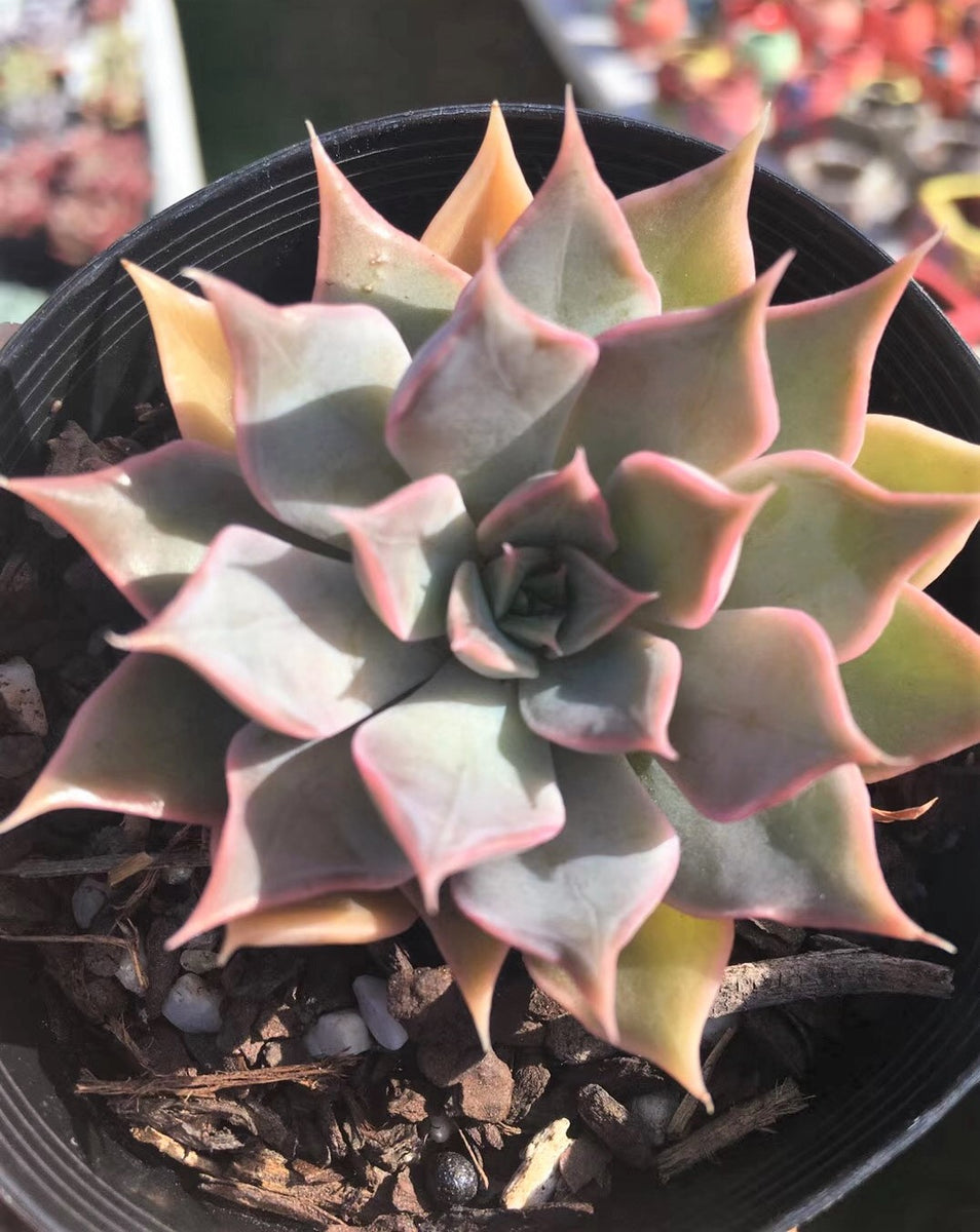 Echeveria metal