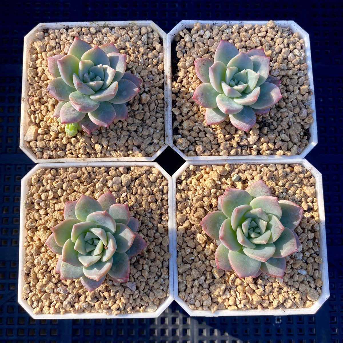 Graptoveria milky way – RNT SUCCULENTS