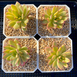 Echeveria minibell variegata