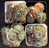 Echeveria minima A