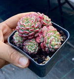 Echeveria minima C