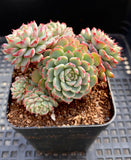 Echeveria minima C 姬莲C MELBOURNE SYDNEY ADELAIDE QUEENSLAND CANBERRA VICTORIA NSW QUEENSLAND SOUTH AUSTRALIA ACT SUCCULENT 多肉 墨尔本 维多利亚 澳洲 澳大利亚 悉尼 新南威尔士 阿德莱德 南澳 昆士兰 布里斯本 黄金海岸 多肉植物 堪培拉