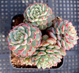 Echeveria minima C 姬莲C MELBOURNE SYDNEY ADELAIDE QUEENSLAND CANBERRA VICTORIA NSW QUEENSLAND SOUTH AUSTRALIA ACT SUCCULENT 多肉 墨尔本 维多利亚 澳洲 澳大利亚 悉尼 新南威尔士 阿德莱德 南澳 昆士兰 布里斯本 黄金海岸 多肉植物 堪培拉