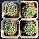 Echeveria minima A