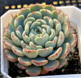 Echeveria minima A