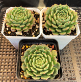 Echeveria minima cv. Miniouhikou
