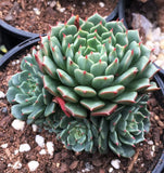 Echeveria minima cv. Miniouhikou