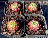 Echeveria minima cv. Miniouhikou