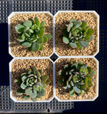 Echeveria minima x ballsii