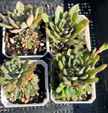Echeveria minima x ballsii