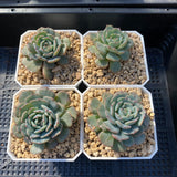 Echeveria minima x subsessilis monstrose