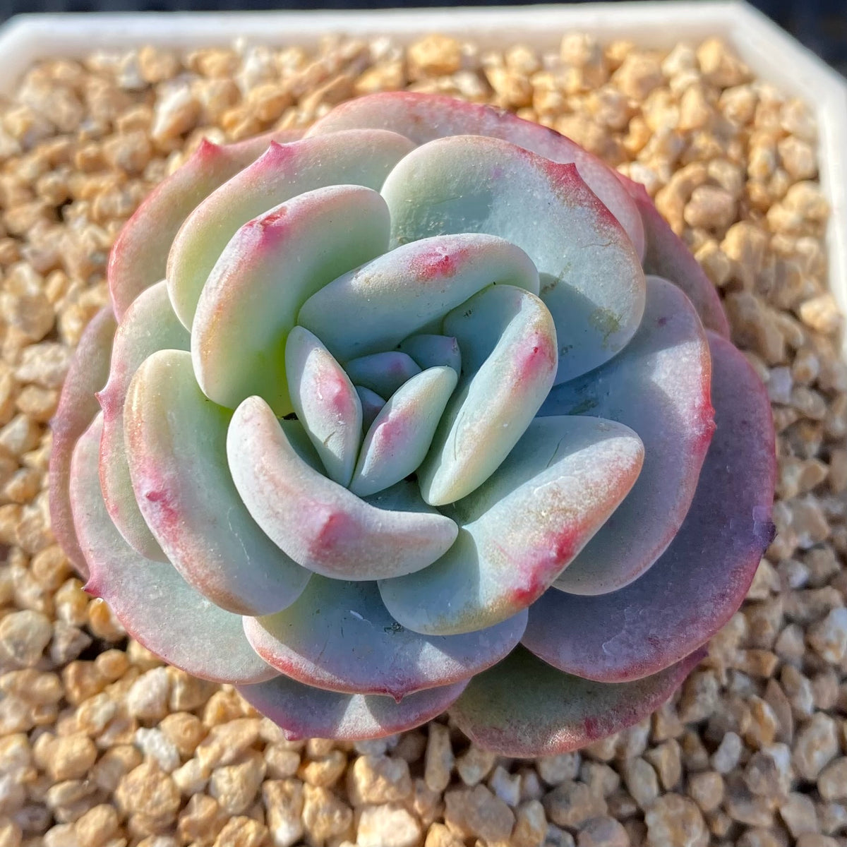 Echeveria mont blanc