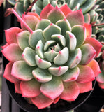 Eheveria nana mini hook