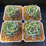 Eheveria nana mini hook