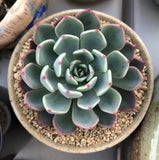 Eheveria nana mini hook