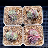 Echeveria onslow monstrose S