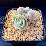 Echeveria onslow monstrose S