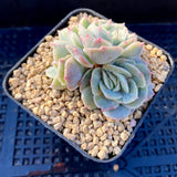 Echeveria onslow monstrose S