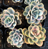Pachyveria orpet