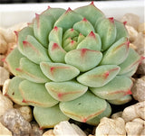 MELBOURNE SYDNEY ADELAIDE QUEENSLAND CANBERRA VICTORIA NSW QUEENSLAND SOUTH AUSTRALIA ACT SUCCULENT 多肉 墨尔本 维多利亚 澳洲 澳大利亚 悉尼 新南威尔士 阿德莱德 南澳 昆士兰 布里斯本 黄金海岸 多肉植物 堪培拉  Echeveria panda face