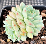 MELBOURNE SYDNEY ADELAIDE QUEENSLAND CANBERRA VICTORIA NSW QUEENSLAND SOUTH AUSTRALIA ACT SUCCULENT 多肉 墨尔本 维多利亚 澳洲 澳大利亚 悉尼 新南威尔士 阿德莱德 南澳 昆士兰 布里斯本 黄金海岸 多肉植物 堪培拉  Echeveria panda face