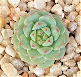 MELBOURNE SYDNEY ADELAIDE QUEENSLAND CANBERRA VICTORIA NSW QUEENSLAND SOUTH AUSTRALIA ACT SUCCULENT 多肉 墨尔本 维多利亚 澳洲 澳大利亚 悉尼 新南威尔士 阿德莱德 南澳 昆士兰 布里斯本 黄金海岸 多肉植物 堪培拉  Echeveria panda face