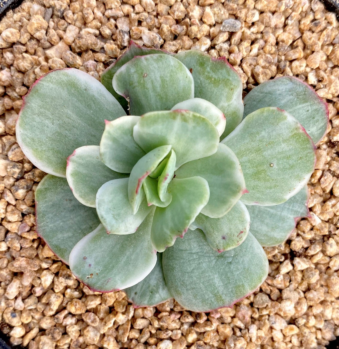 peach pride succulent Echeveria peach pride variegata – RNT SUCCULENTS