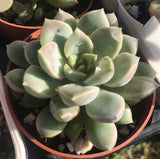SUCCULENT ECHEVERIA PEBBLE MELBOURNE AUSTRALIA SYDNEY