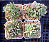 Echeveria pebbles