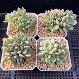 Echeveria pebbles