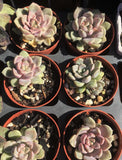 eCHEVERIA PEBBLE MELBOURNE AUSTRALIA VICTORIA SYDNEY