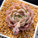 MELBOURNE SYDNEY ADELAIDE QUEENSLAND CANBERRA VICTORIA NSW QUEENSLAND SOUTH AUSTRALIA ACT SUCCULENT 多肉 墨尔本 维多利亚 澳洲 澳大利亚 悉尼 新南威尔士 阿德莱德 南澳 昆士兰 布里斯本 黄金海岸 多肉植物 堪培拉 Echeveria pink beauty 粉婵娟