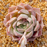 Echeveria pink beauty