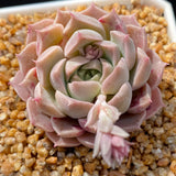 Echeveria pink beauty