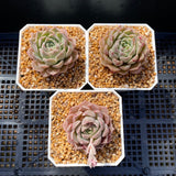 Echeveria pink beauty