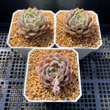 Echeveria pink beauty