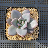 Echeveria pink champagne