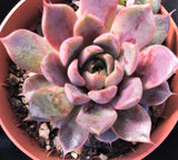 Echeveria pop candy