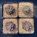 Echeveria pop candy
