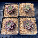 Echeveria pop candy