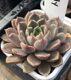 Echeveria pop candy