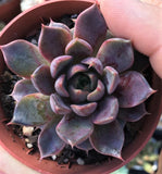 Echeveria pop candy