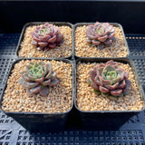 Echeveria pop candy