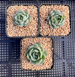 Echeveria 'pots full'