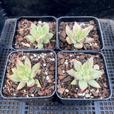 Echeveria Psyche S