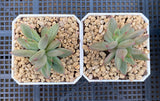 Echeveria Psyche S