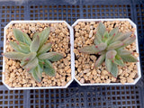Echeveria Psyche S