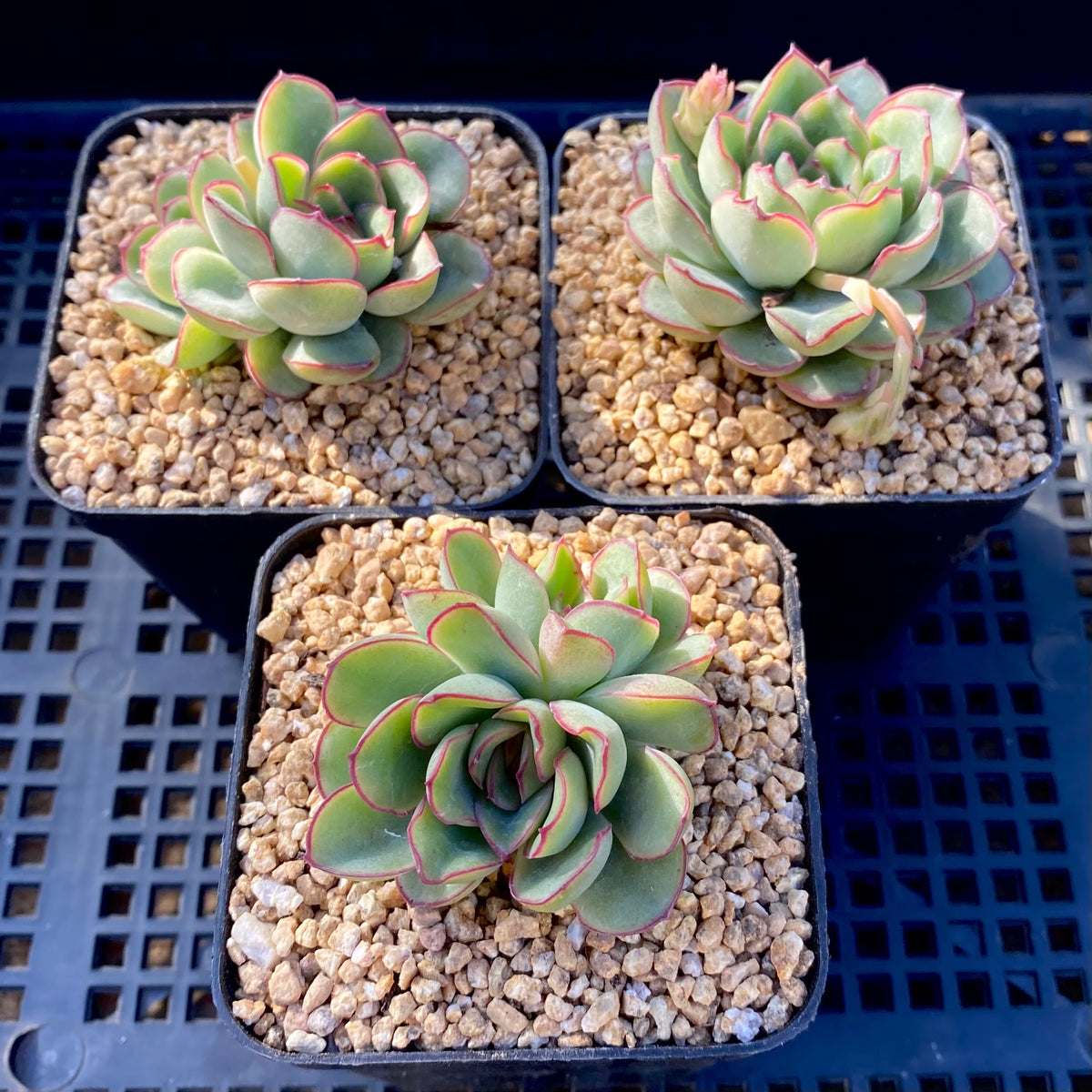 Echeveria pulidonis – RNT SUCCULENTS