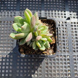 Echeveria red apple