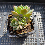 Echeveria red apple
